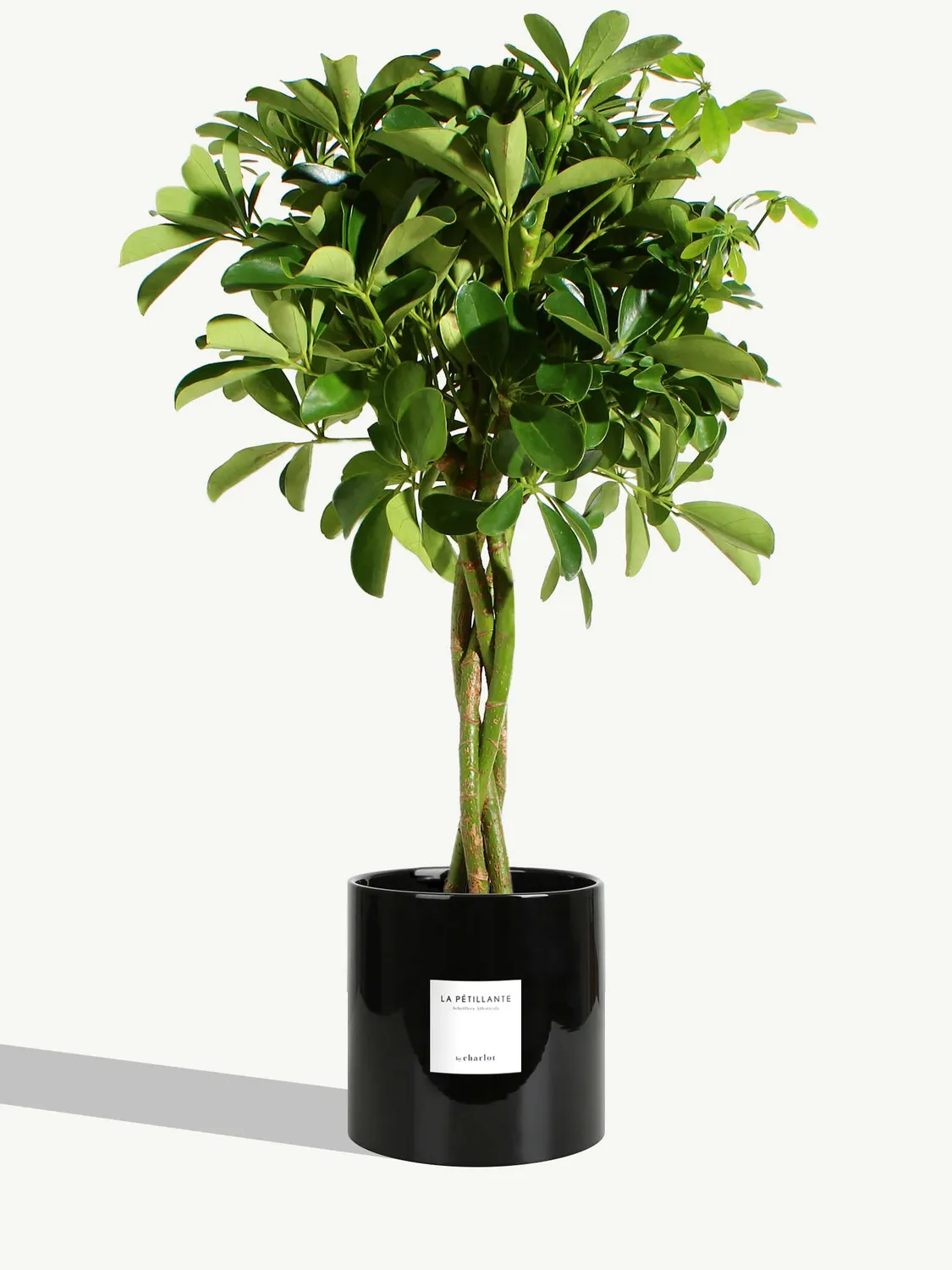 By Charlot La Pétillante schefflera plante pot 18 cm