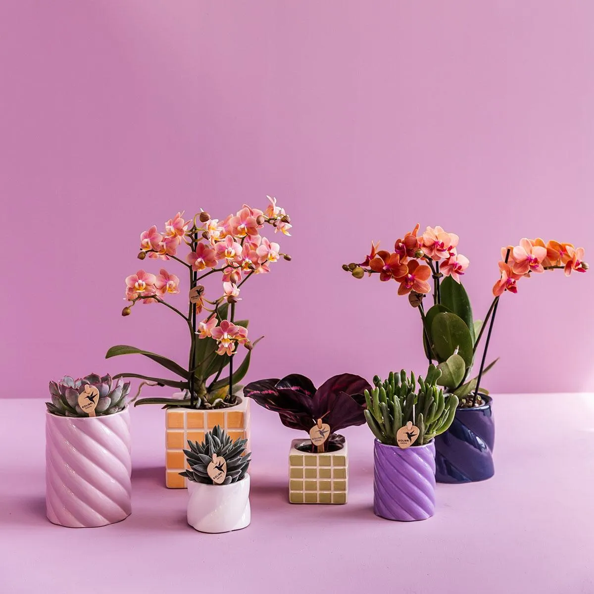 Plant and Stories Candy cache-pot céramique rose 9 cm