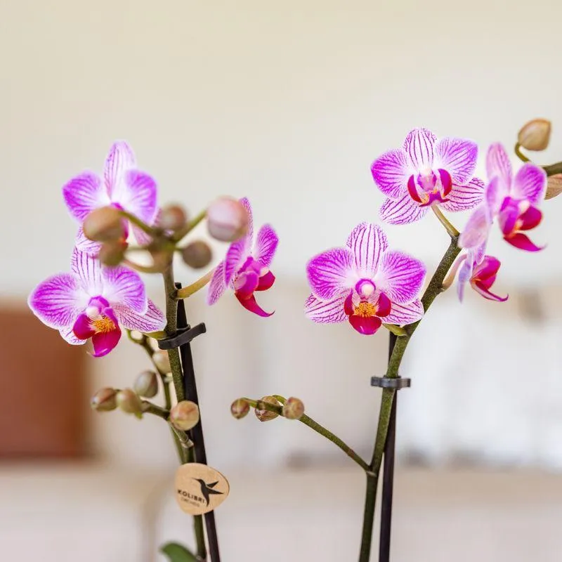 Orchidée Phalaenopsis Switzerland rose pot 9 cm longue floraison