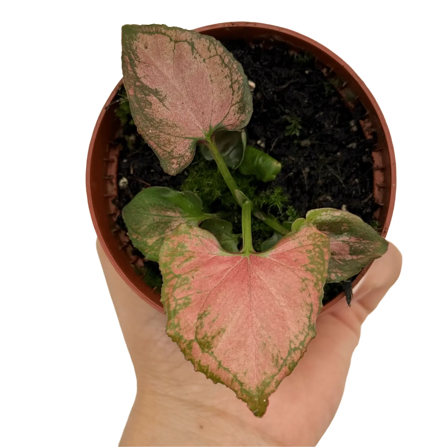 Plant and Stories Syngonium Orm Nak plante pot 8 cm nacré