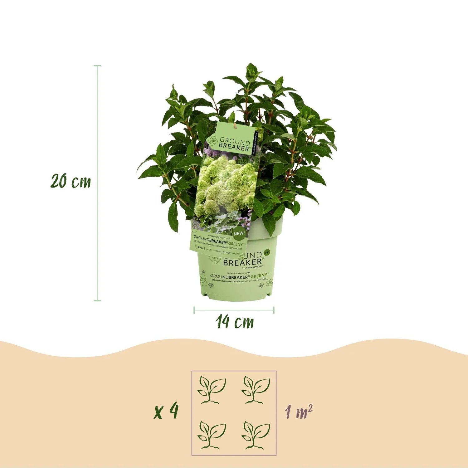 Plant and Stories Hortensia Greeny arbuste pot 14 cm rustique