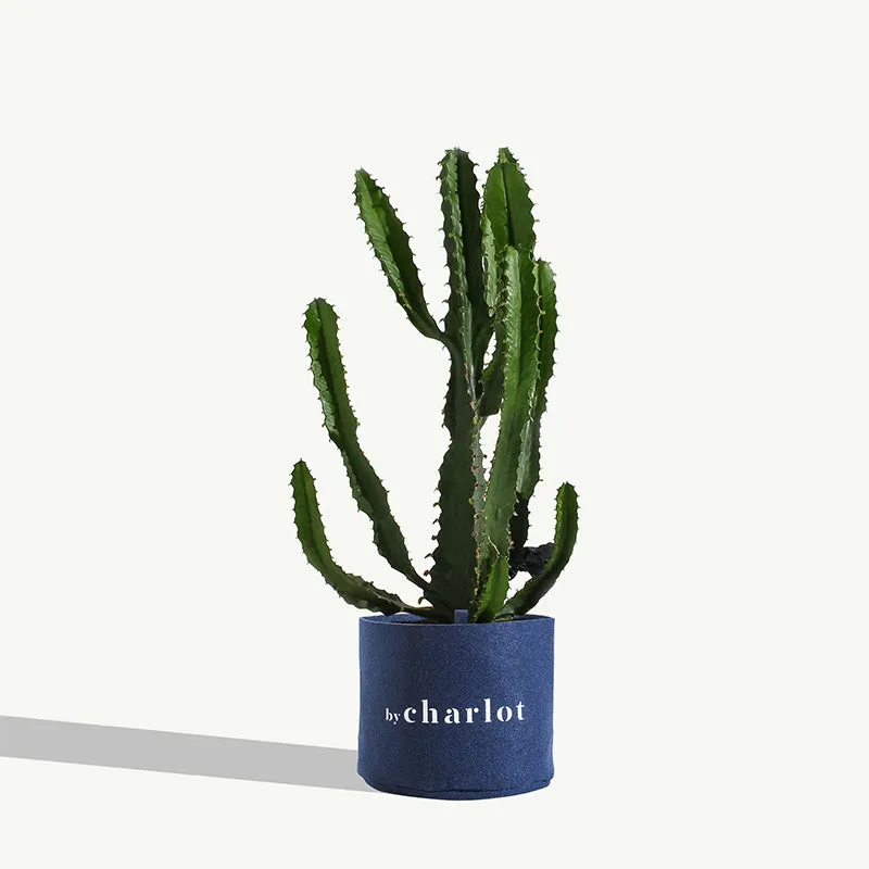 By Charlot Le Splendide plante euphorbe 28-32 cm
