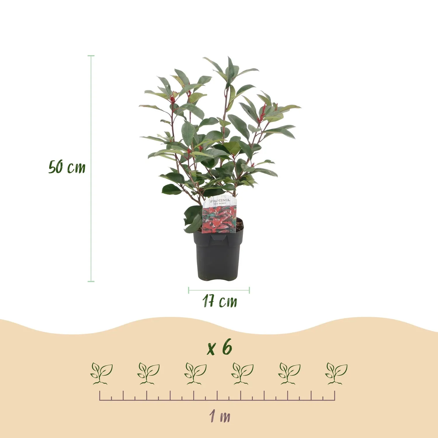 Plant and Stories Photinia Red Robin plante de haie lot 6 rouge