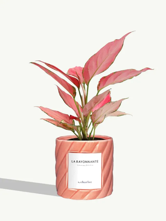 By Charlot La Rayonnante plante pot S aglaonema rose