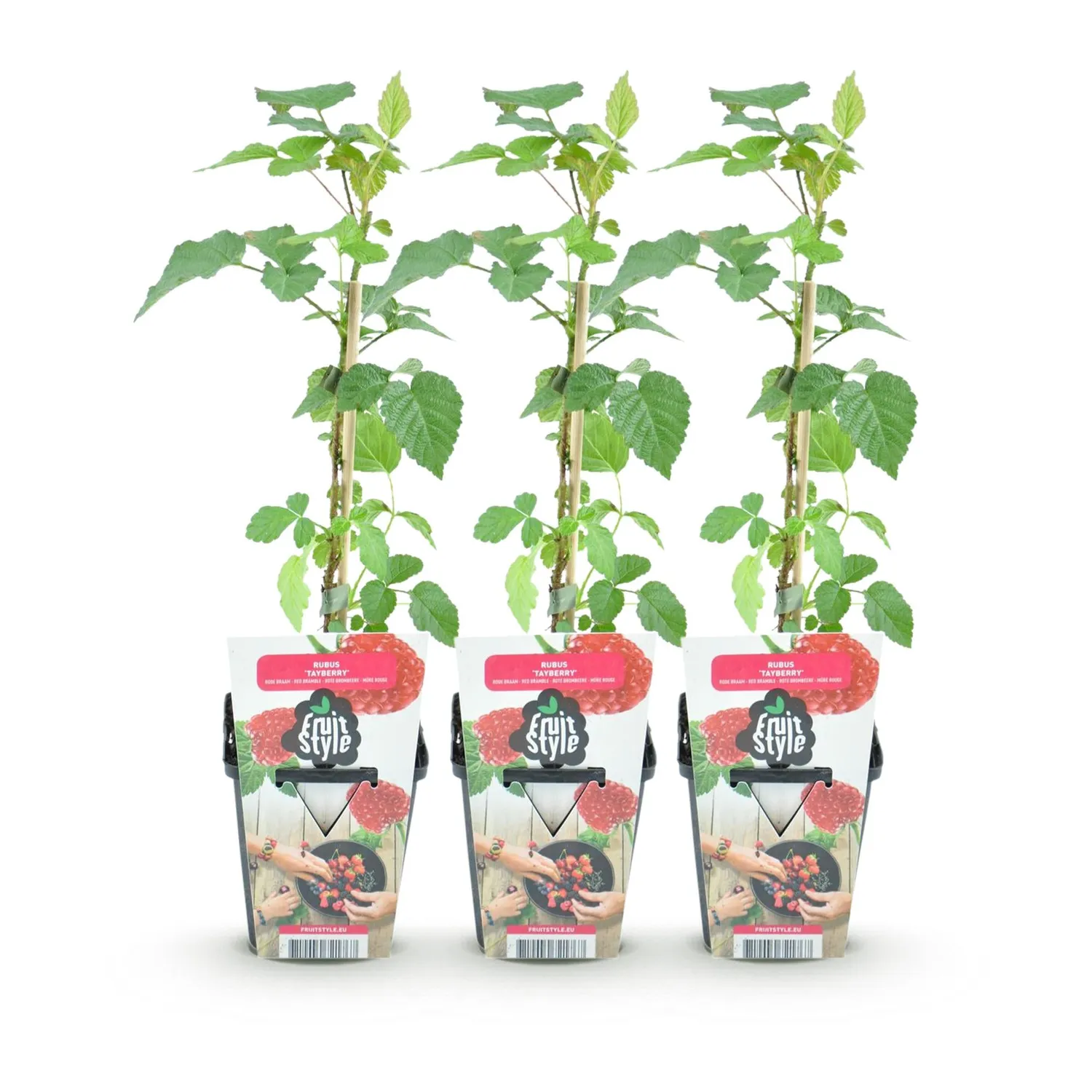 PLANT AND STORIES Mûre Tayberry fruitier lot 3 pot 9 cm