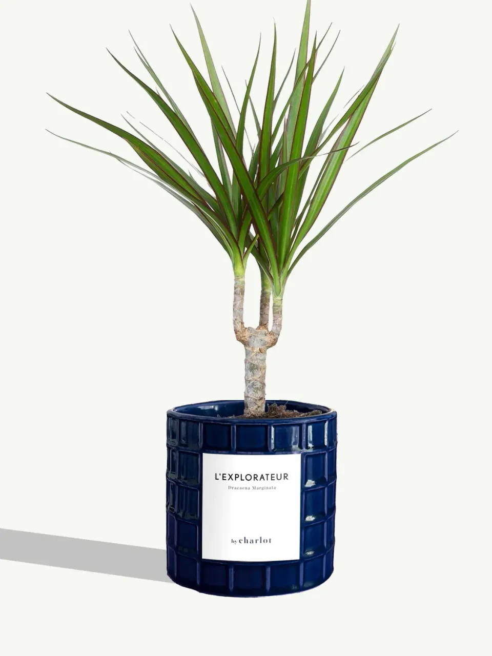 By Charlot L'Explorateur plante Dracaena Marginata S