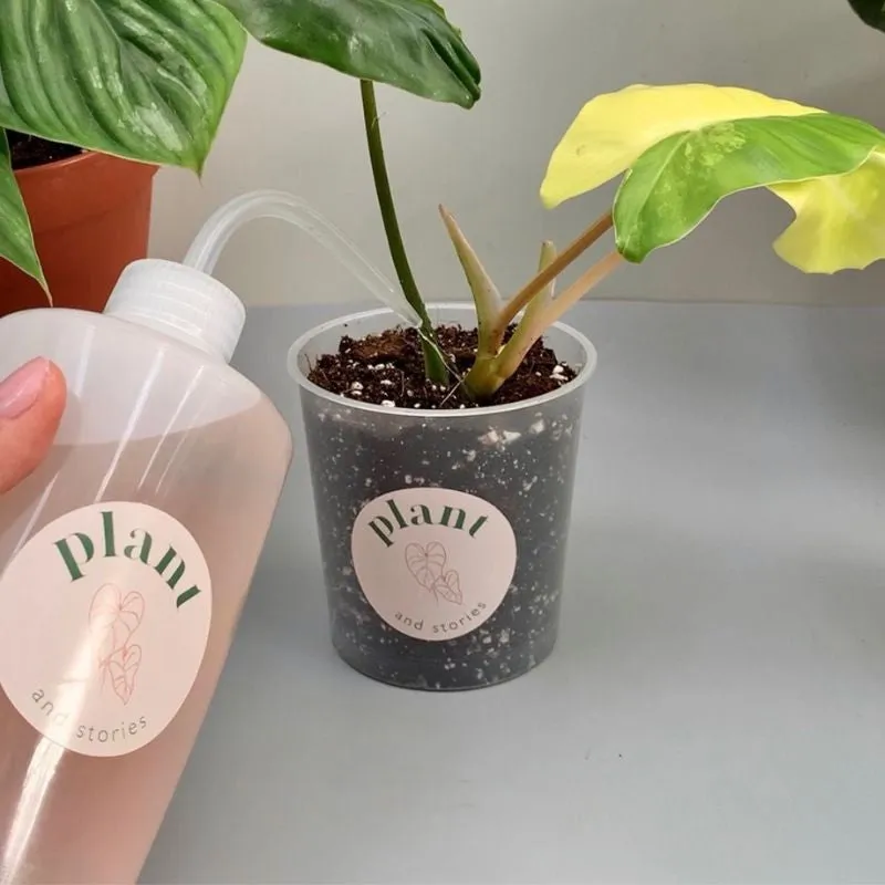 Plant and Stories poire arrosage graduée précision 250 mL