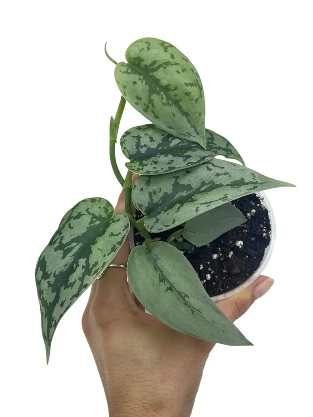 Plant and Stories Scindapsus Silver Lady plante argentée
