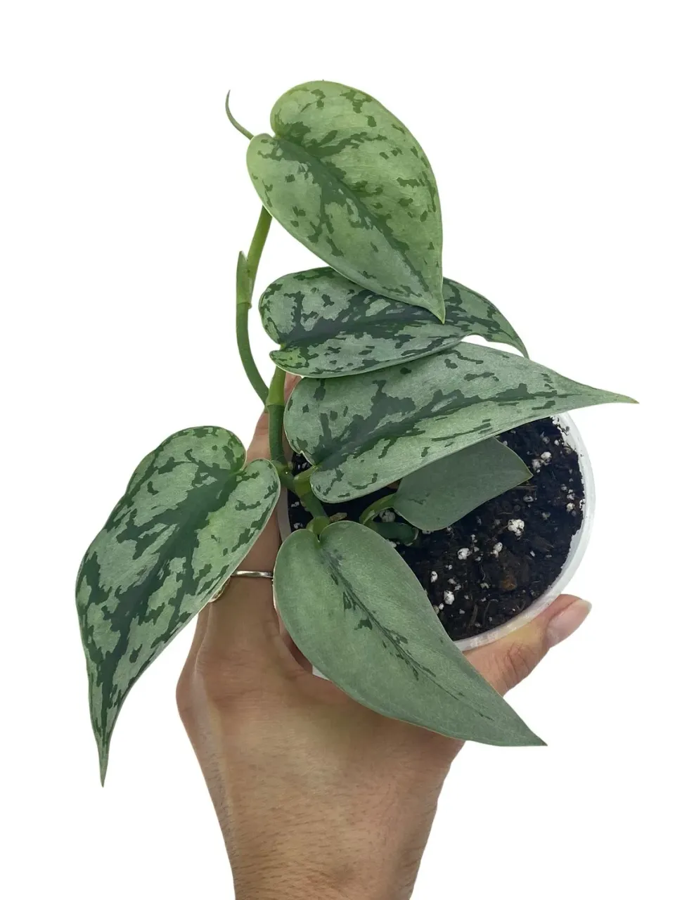 Plant and Stories Scindapsus Silver Lady plante argentée
