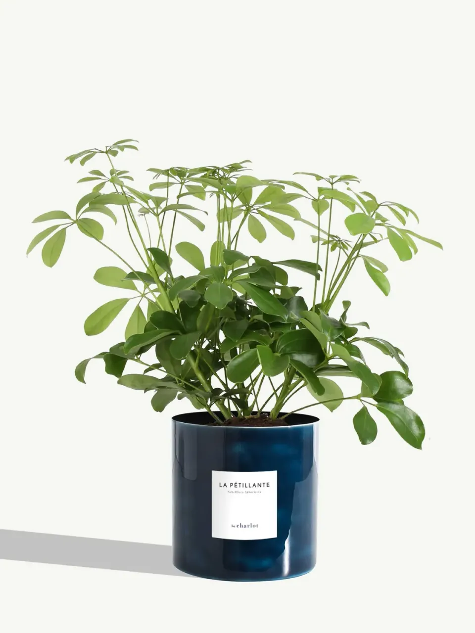 By Charlot La Pétillante schefflera pot 14 cm