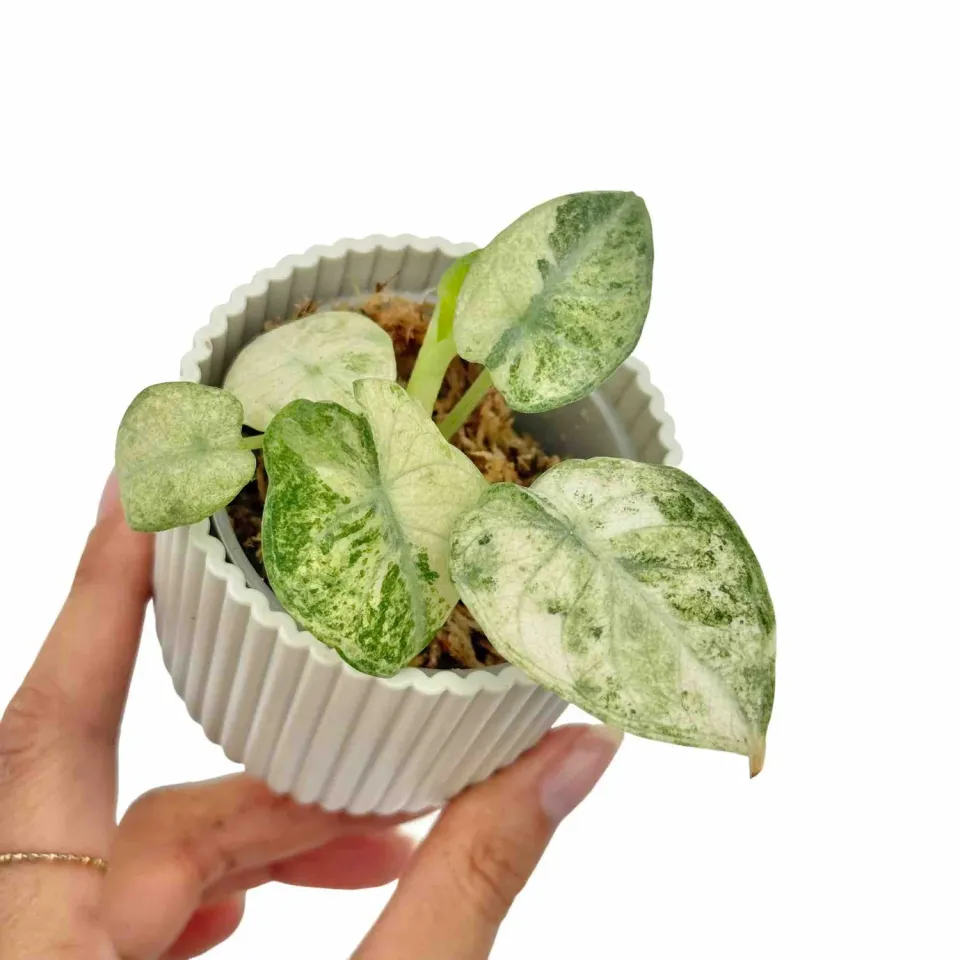 Plant and Stories Alocasia Ninja Tricolor plante pot 6 cm panachée