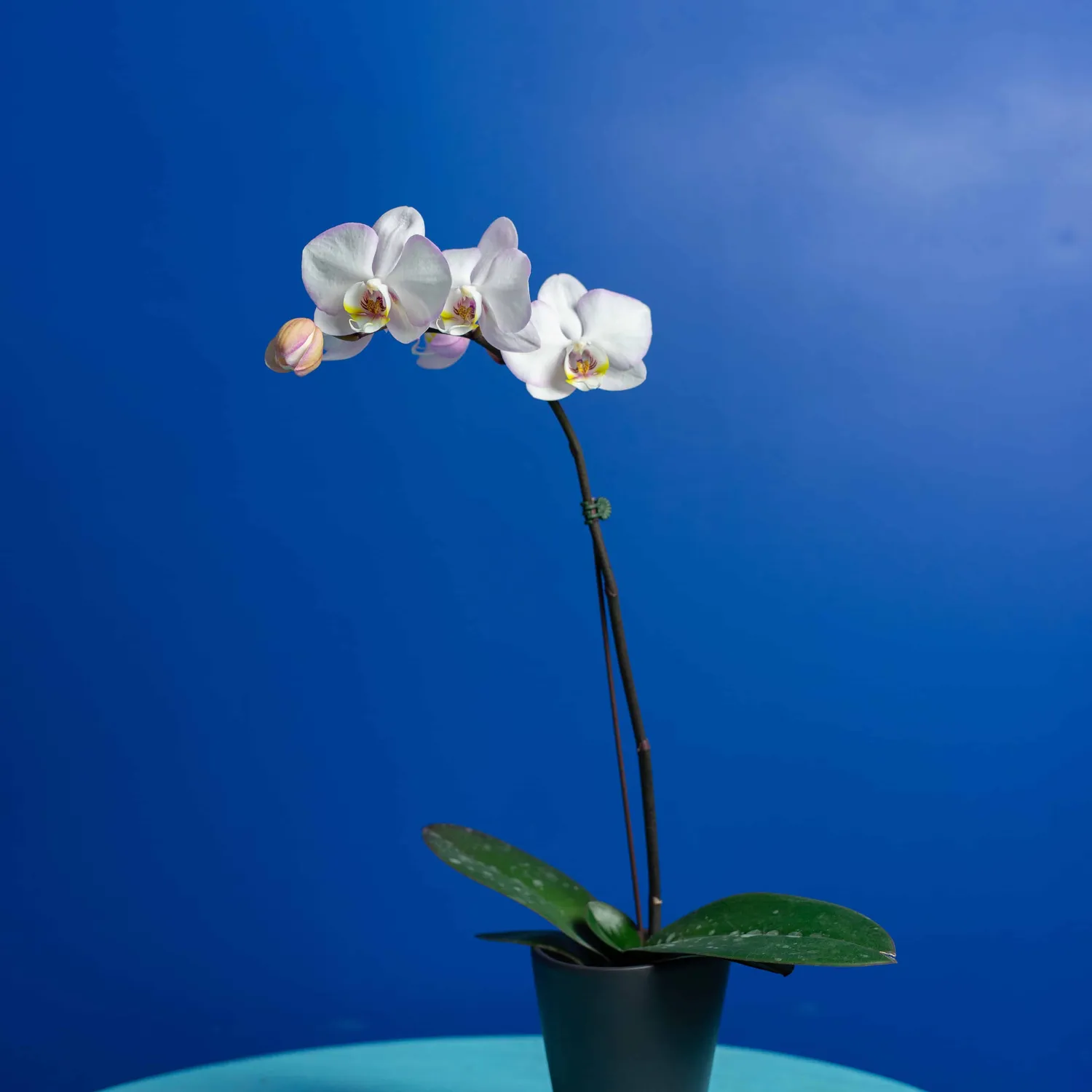 Orchidées de Prestige Brut Sauvage 2 phalaenopsis naturel