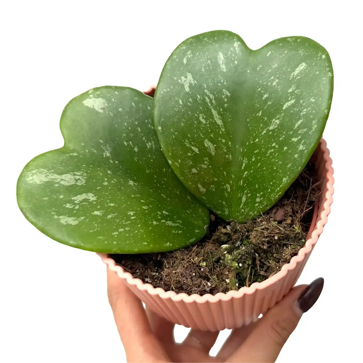 Plant and Stories Hoya Kerrii Splash plante pot 10,5 cm cœur