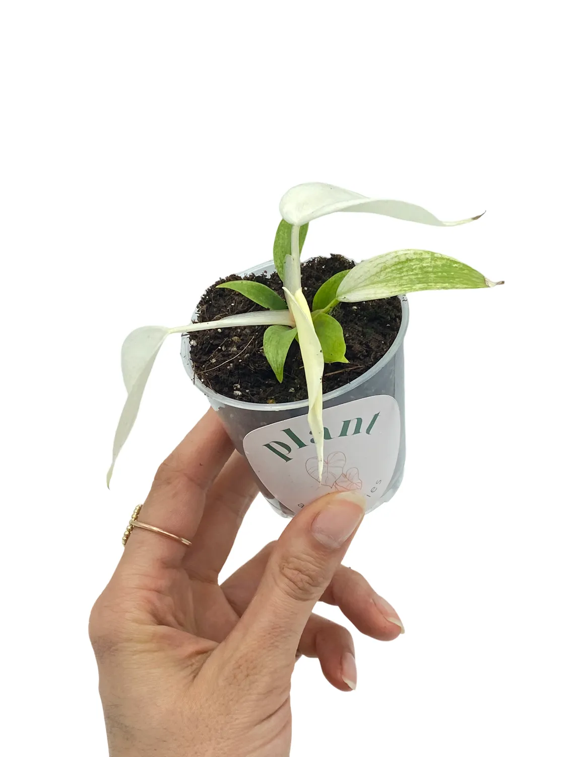 Plant and Stories Philodendron Florida Ghost plante pot 9 cm