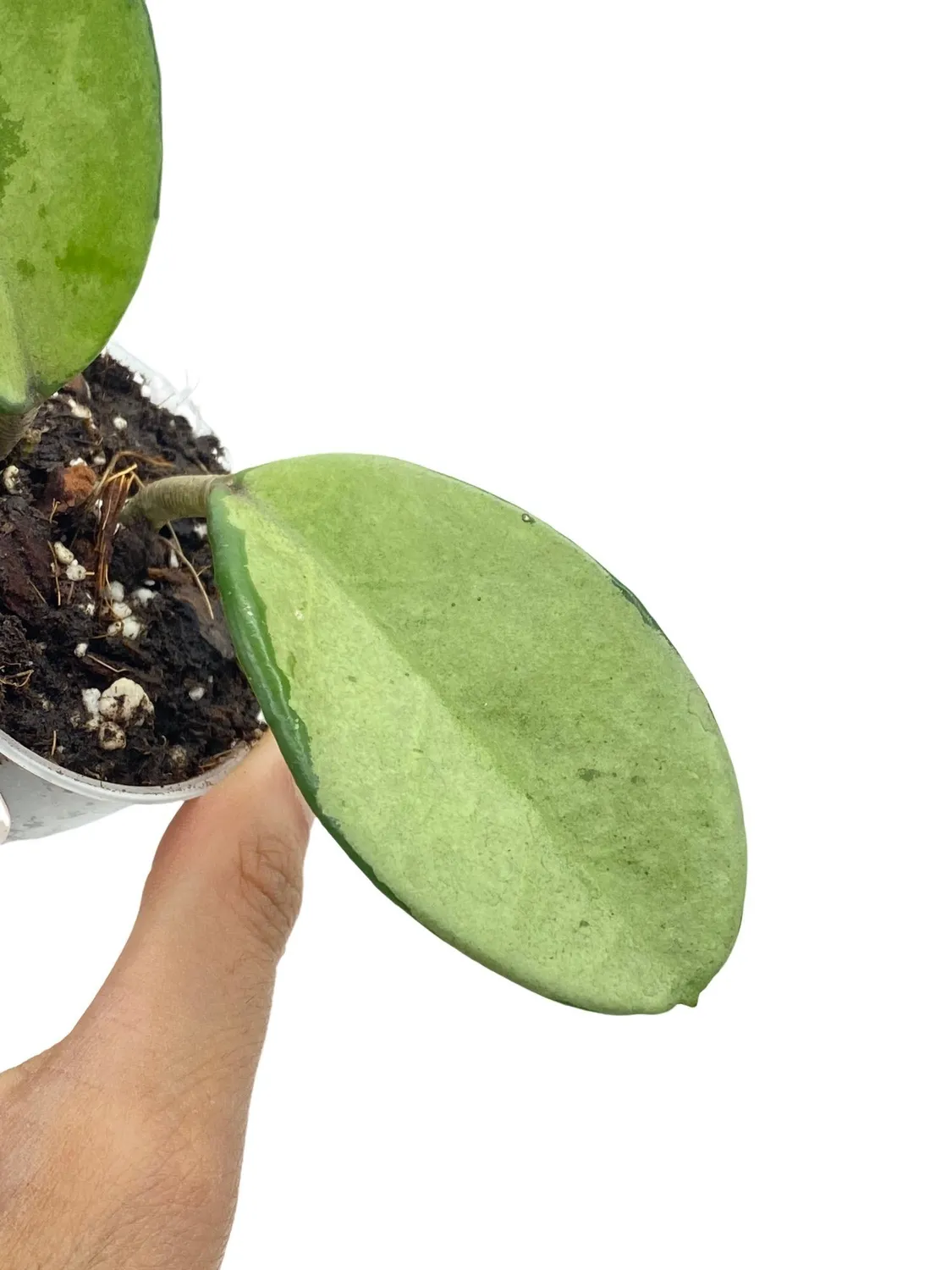 Plant and Stories Hoya Carnosa AH074 Silver Grimpante Argent