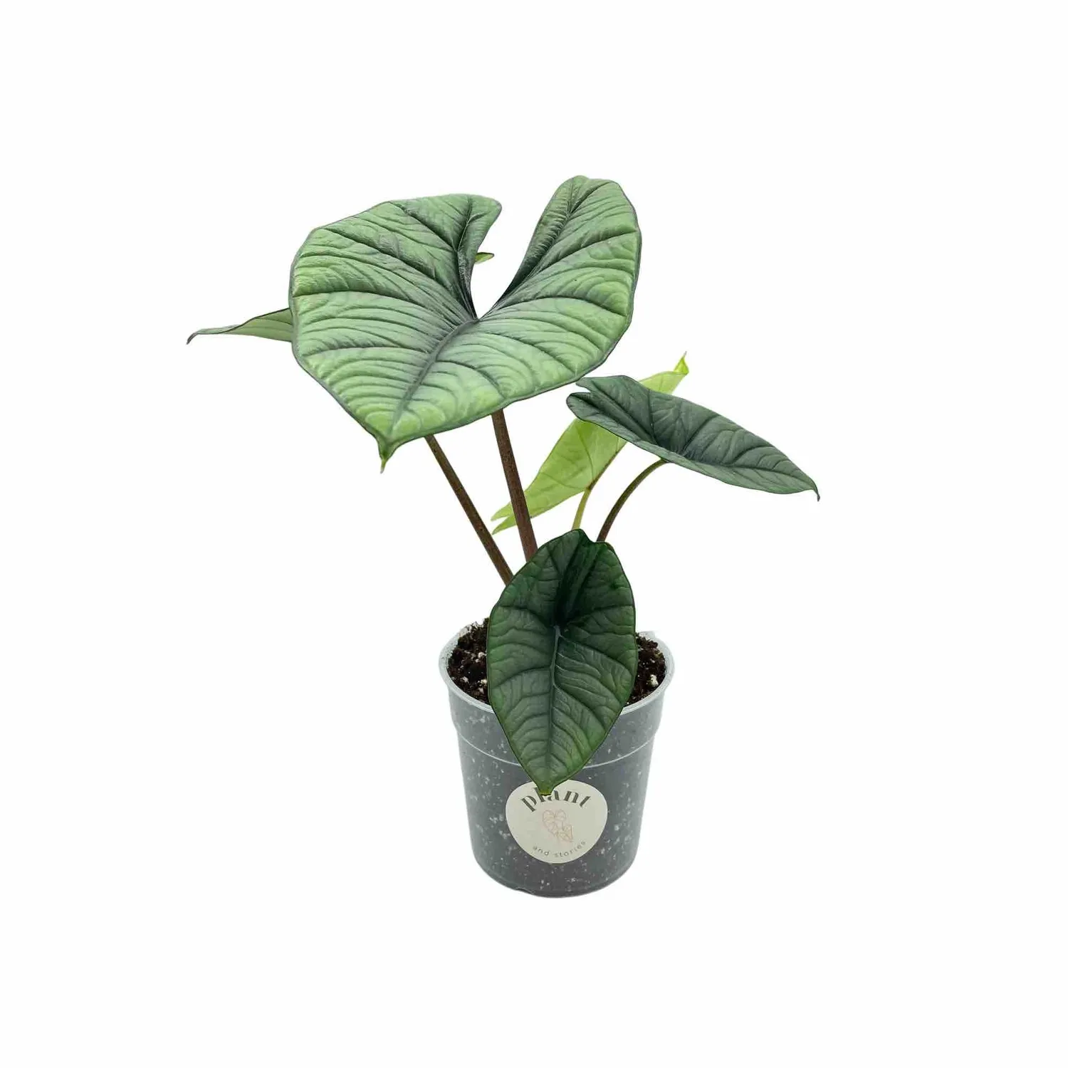 Plant and Stories Alocasia Platinum plante intérieur pot 6cm