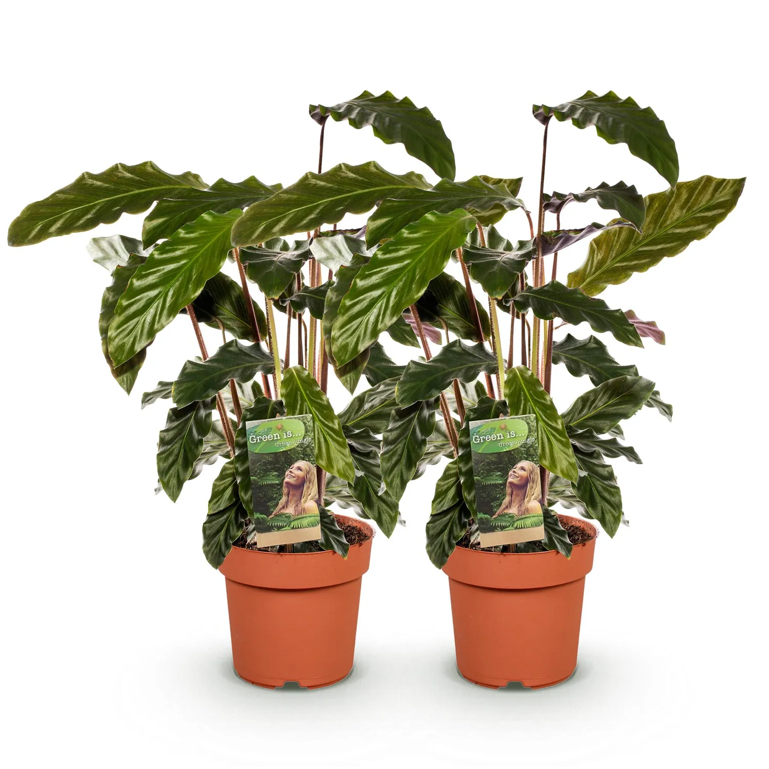 Plant and Stories Calathea Rufibarba plante pot 17cm 55-60cm velours