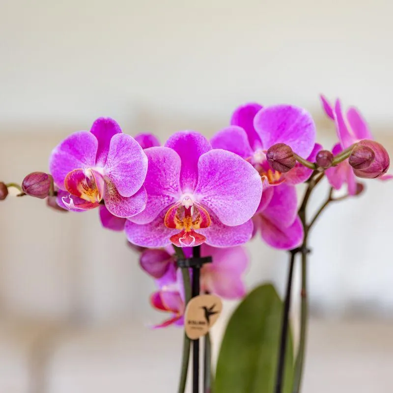 Plant and Stories Frederikstad orchidée violet-rose pot 9 cm
