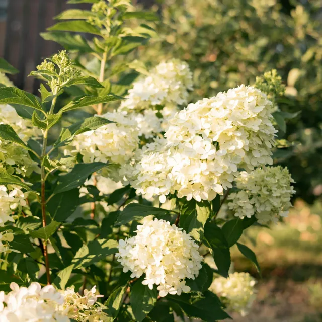 Plant and Stories Limelight hortensia 1 plant pot 17 cm rustique