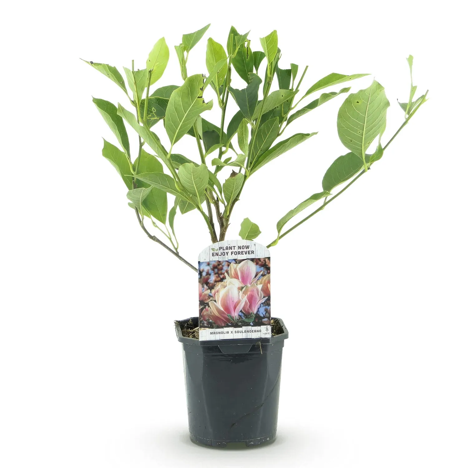 Plant and Stories Magnolia Soulangeana arbuste pot 17 cm rose