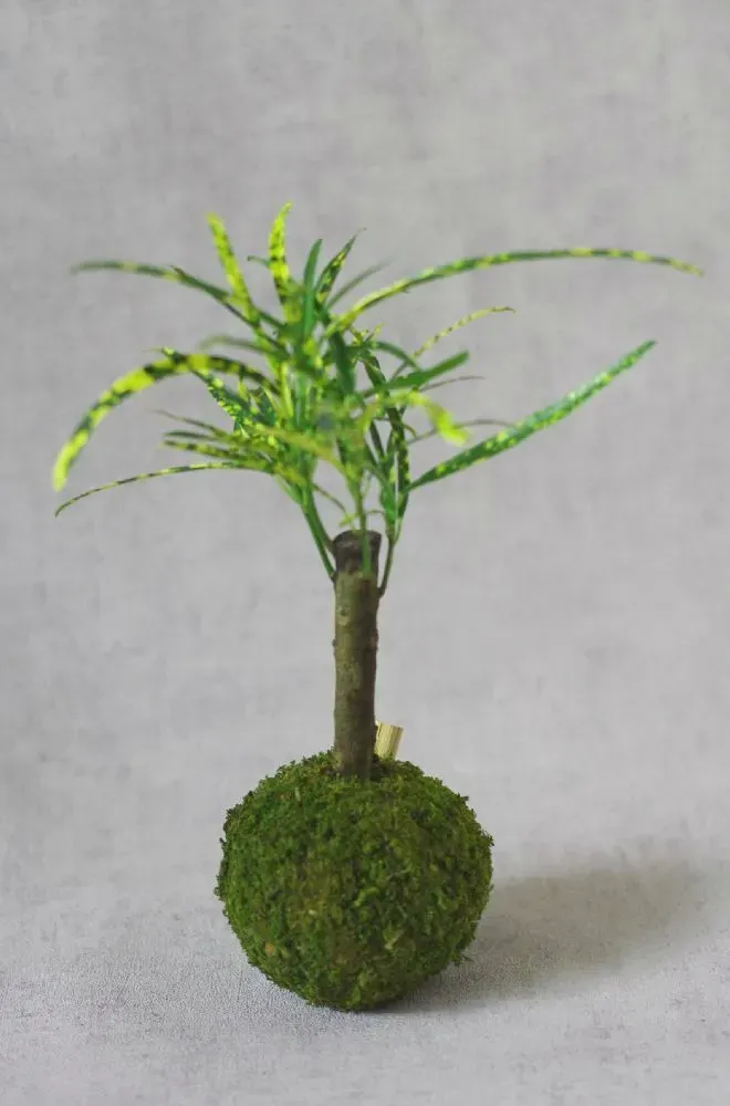 AQUAPHYTE Tongariro Ichi kokedama croton couleur