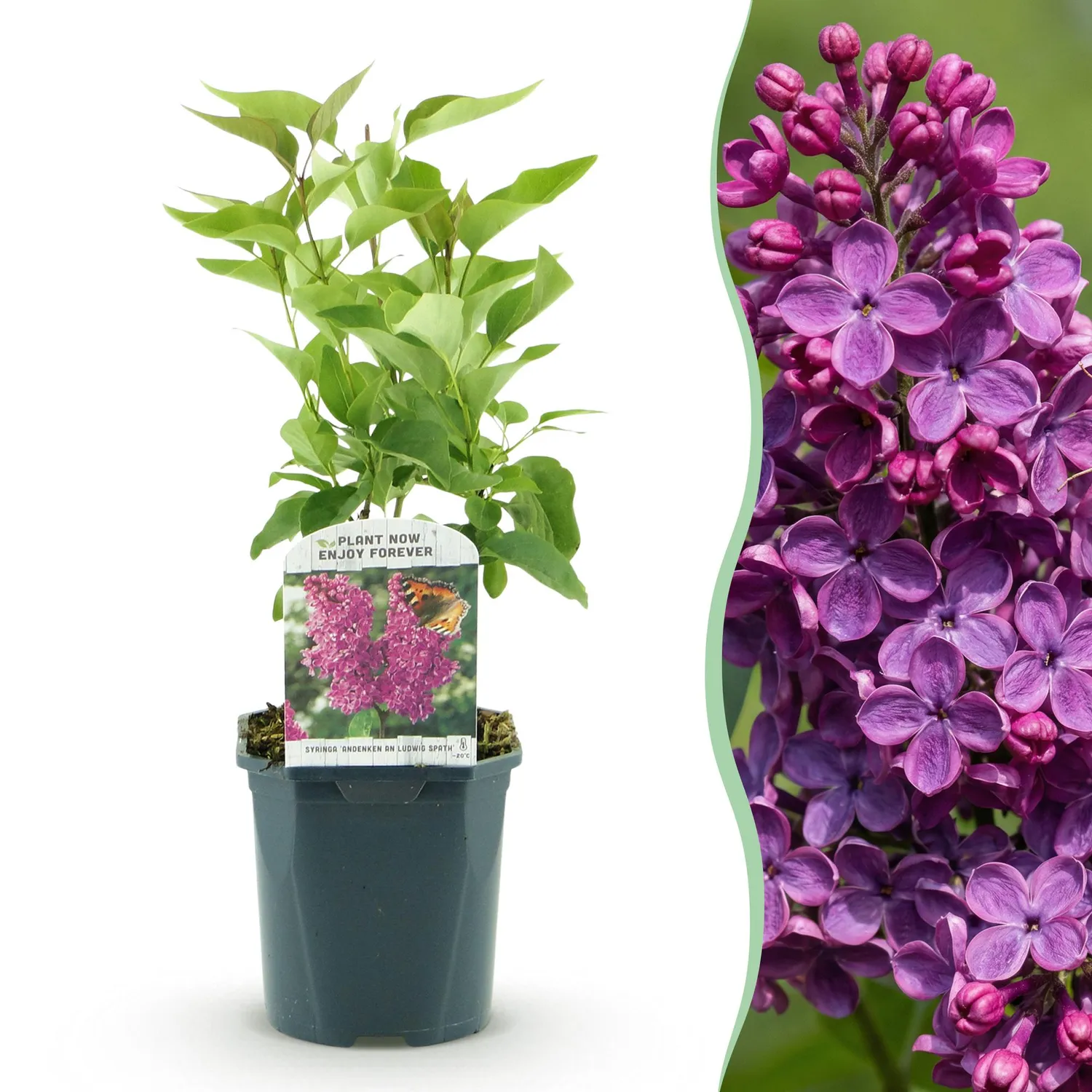 Plant and Stories Lilas Ludwig Späth arbuste pot 17 cm parfumé