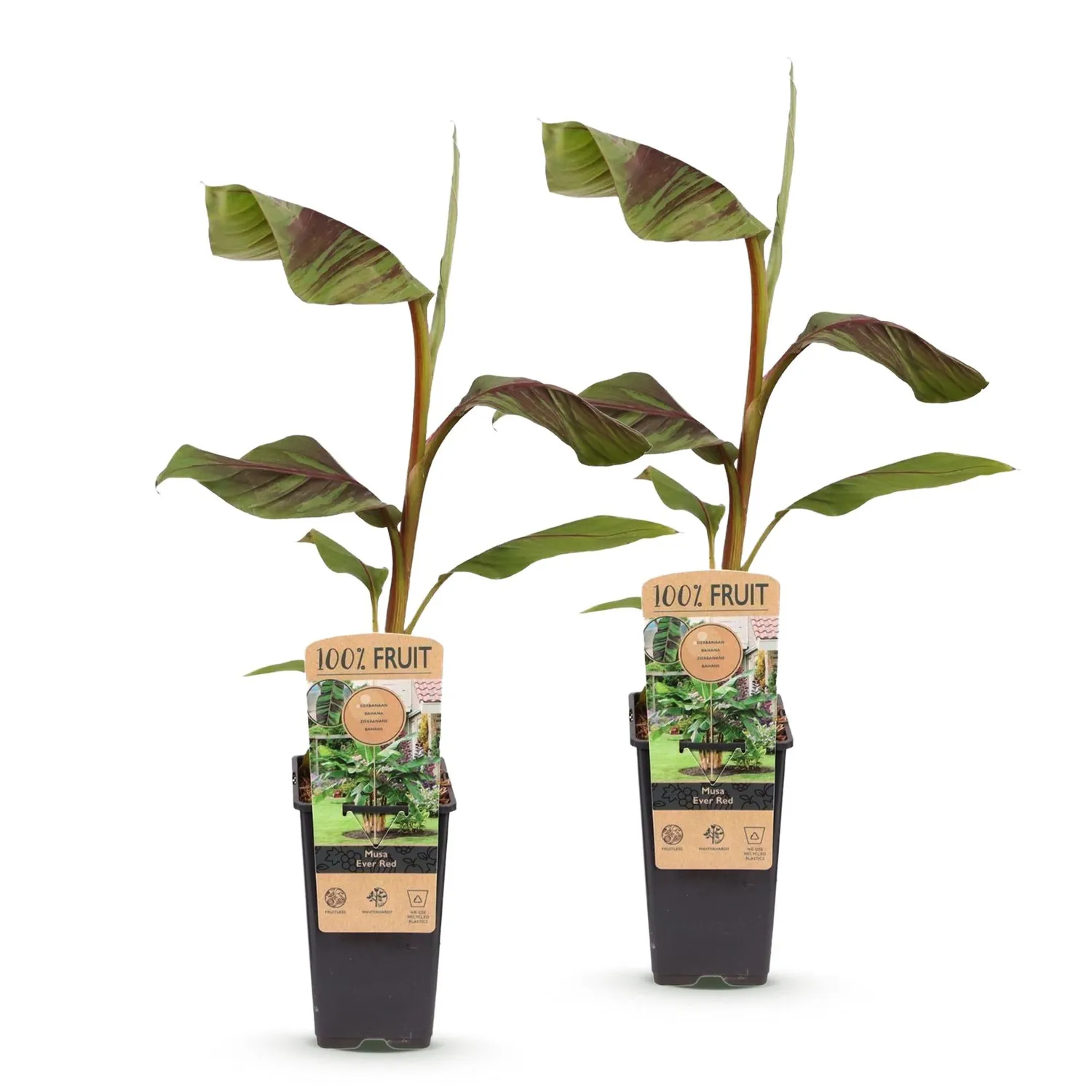 Plant and Stories Ever Red bananier pourpre 2 plants pot 15 cm