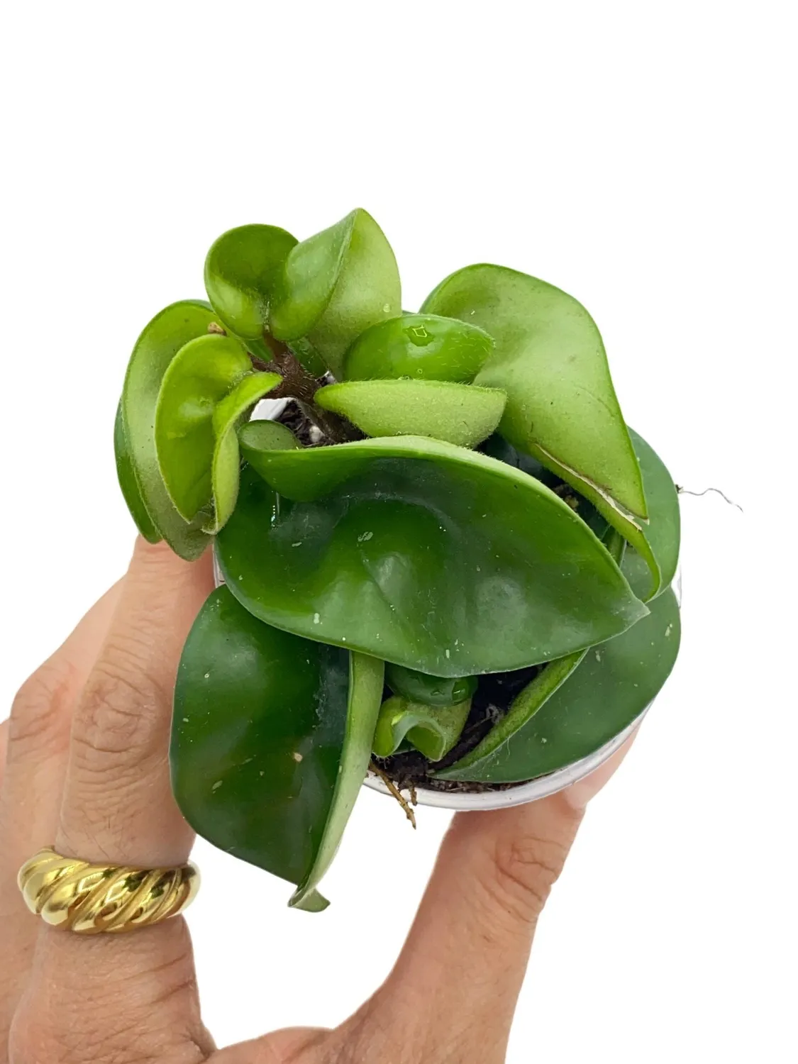 Plant and Stories Carnosa Compacta hoya plante pot 6cm torsadée