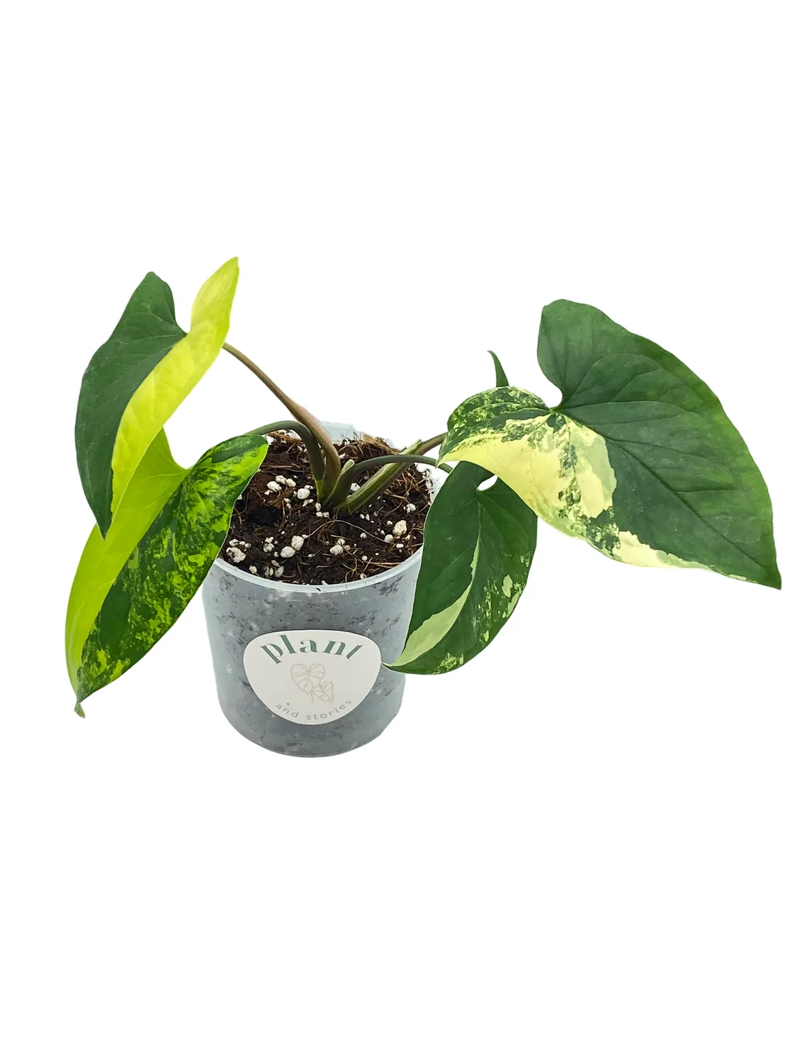 Plant and Stories Aurea syngonium plante intérieur pot 9cm