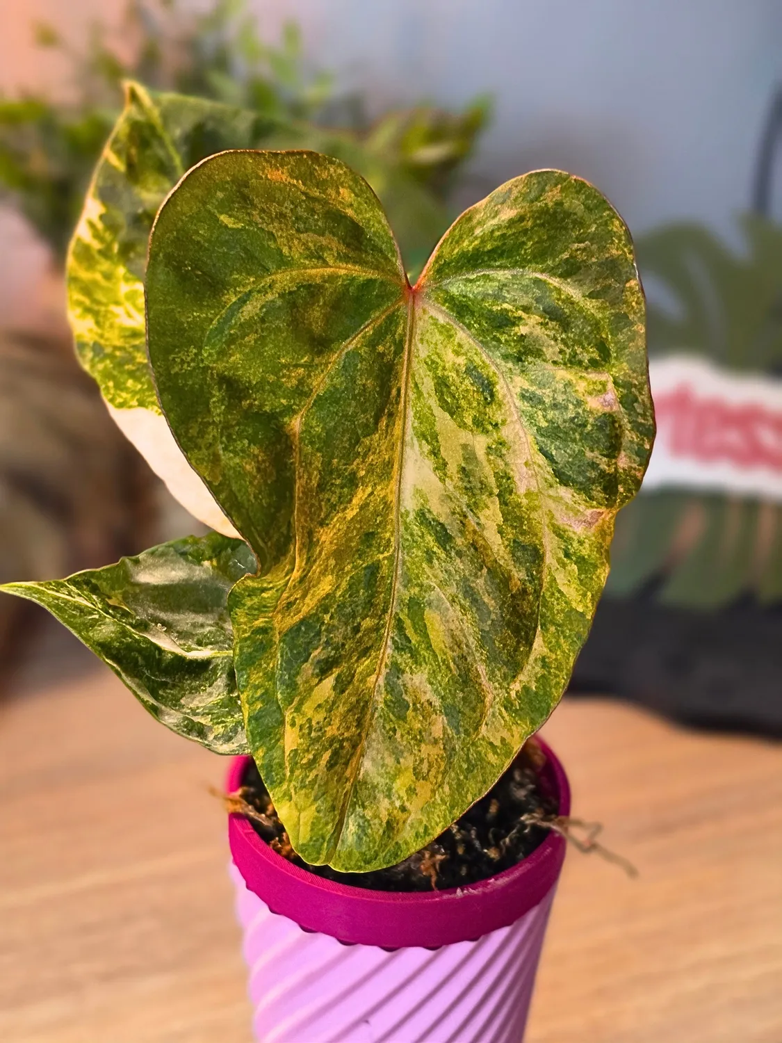 plant.ess Dressleri x X-Ray anthurium panaché 1 feuille