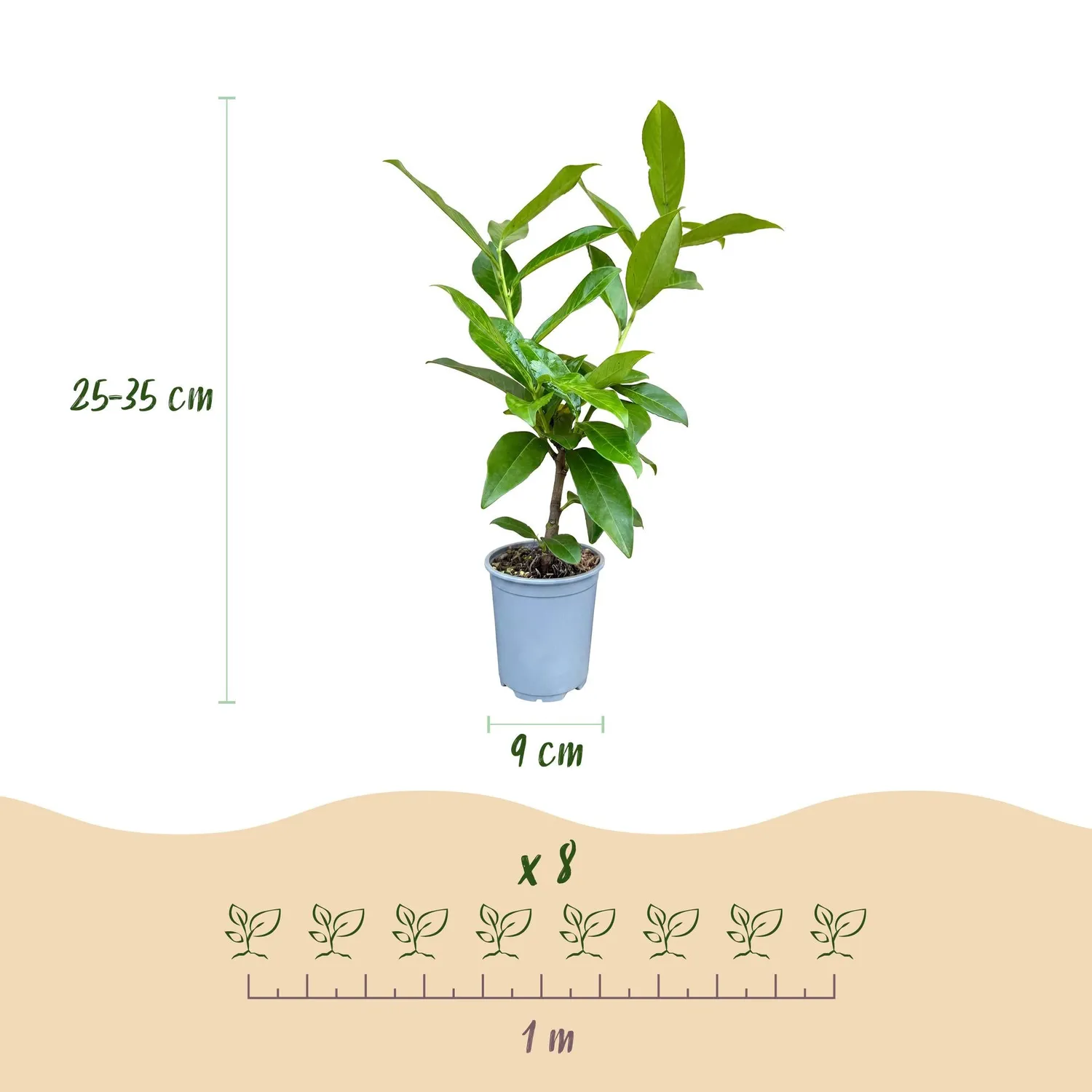 Plant and Stories Laurier Novita haie persistante 8 plants 9cm
