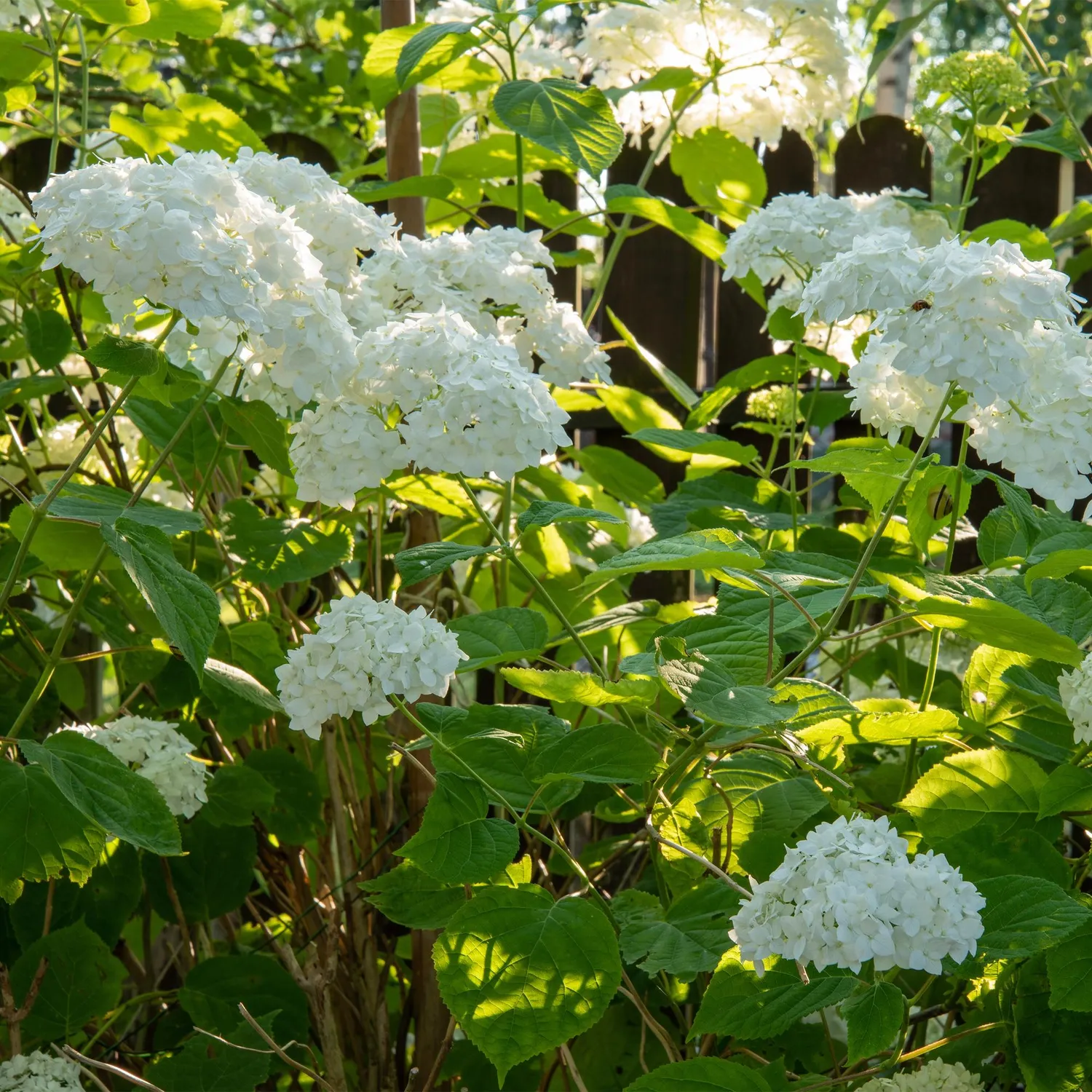 Plant and Stories Hortensia Annabelle arbuste pot 17 cm blanc