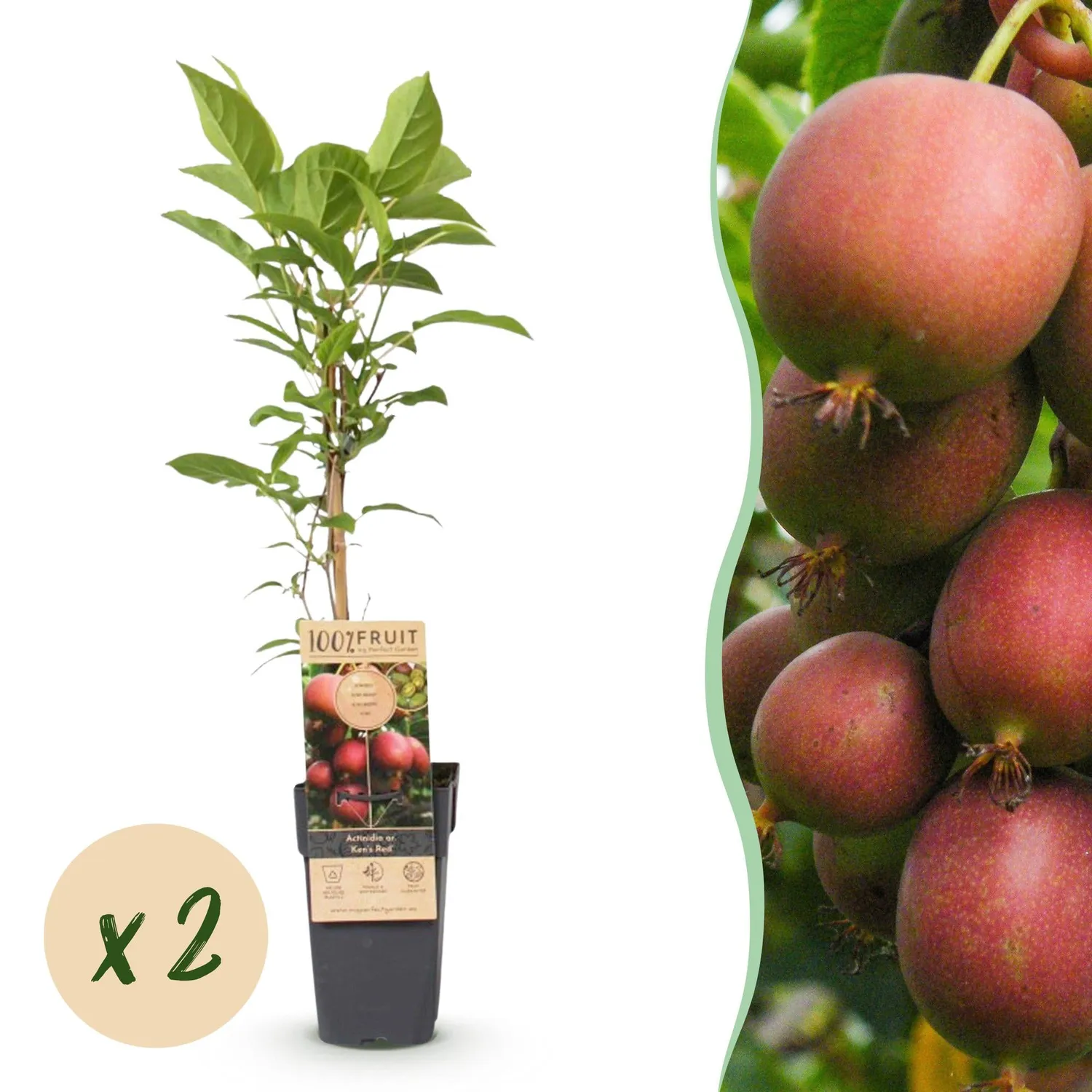 PLANT AND STORIES Ken's Red kiwi fruitier lot 2 rouge sucré