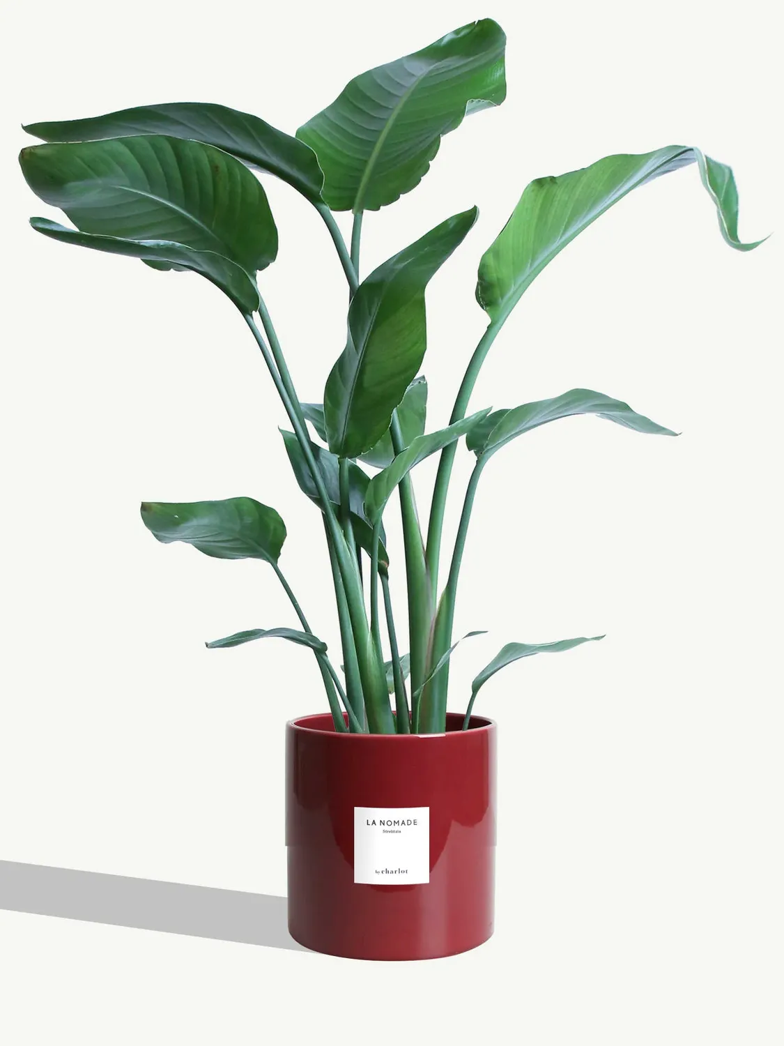 By Charlot La Nomade strelitzia grande plante 100 cm