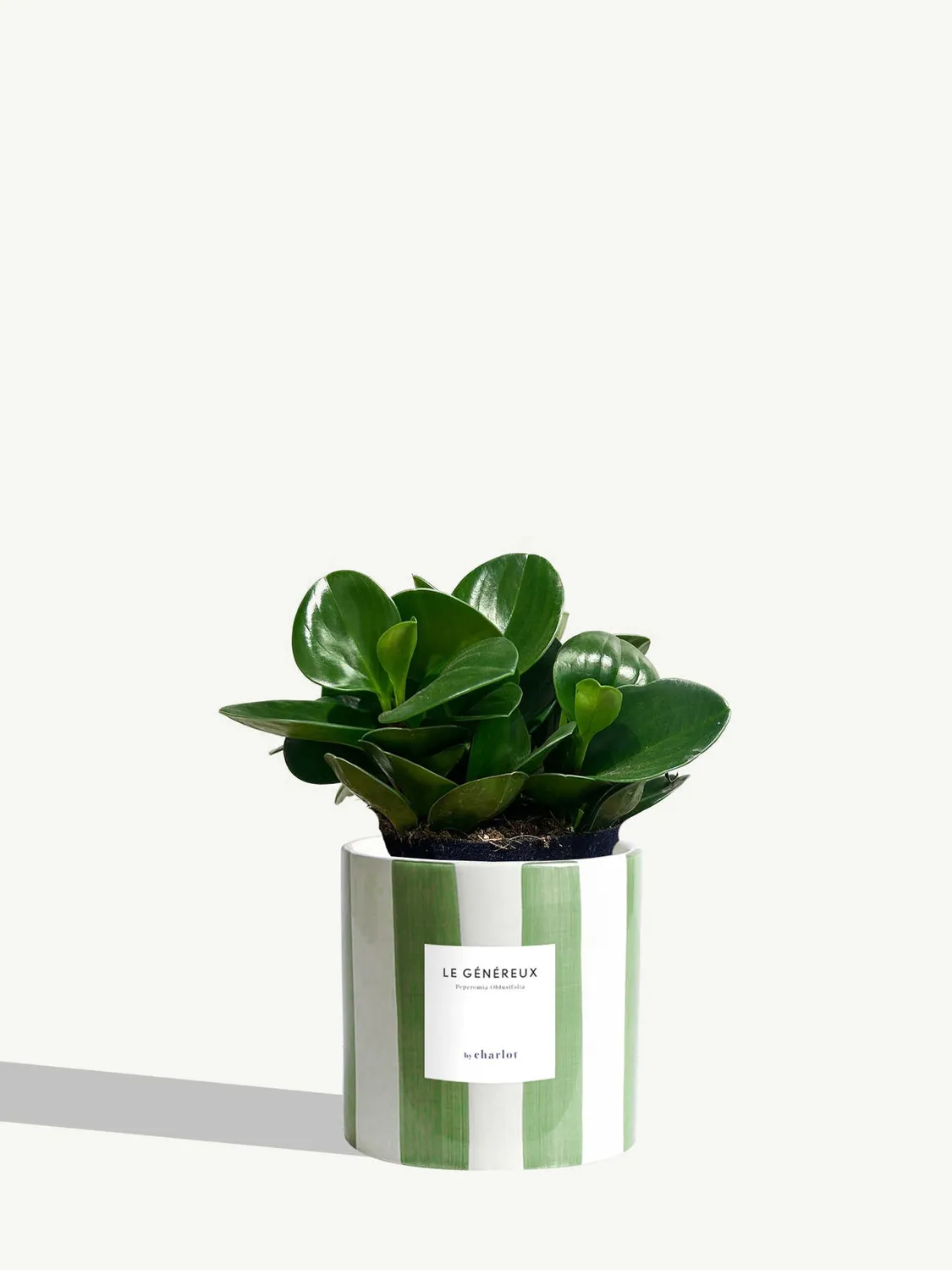 By Charlot Le Généreux peperomia plante pot 14 cm