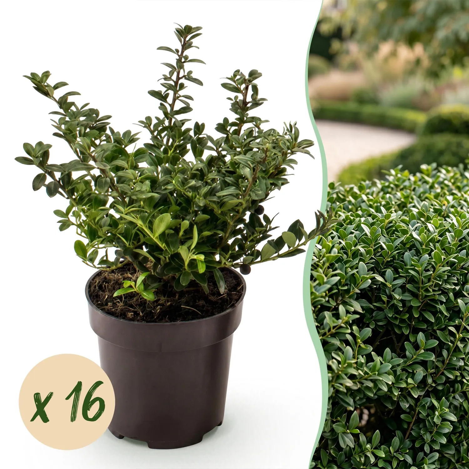 Plant and Stories Stokes houx crénelé 8 plants pot 9 cm