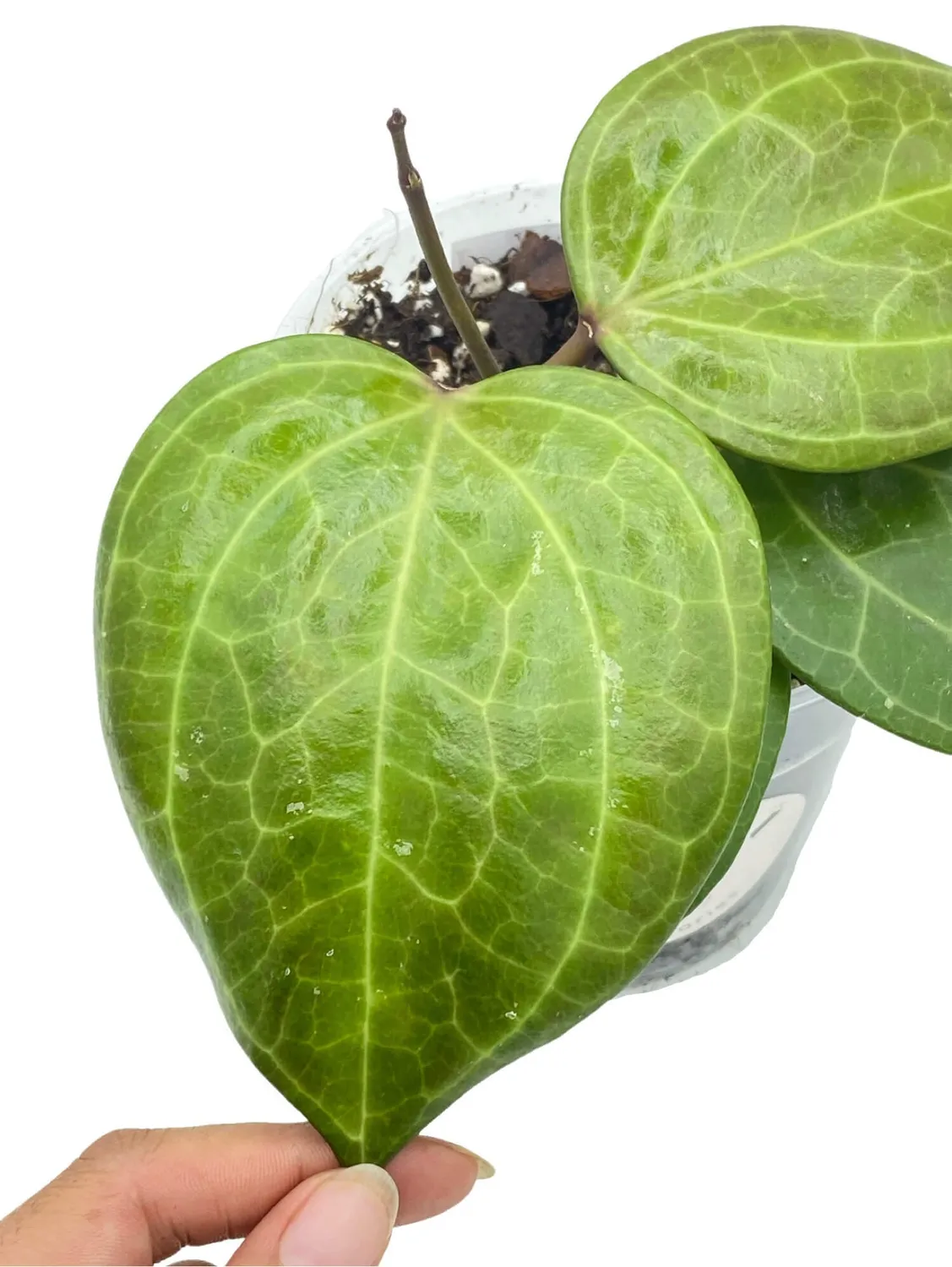 Plant and Stories Hoya Sarawak Cream liane pot 10,5 cm