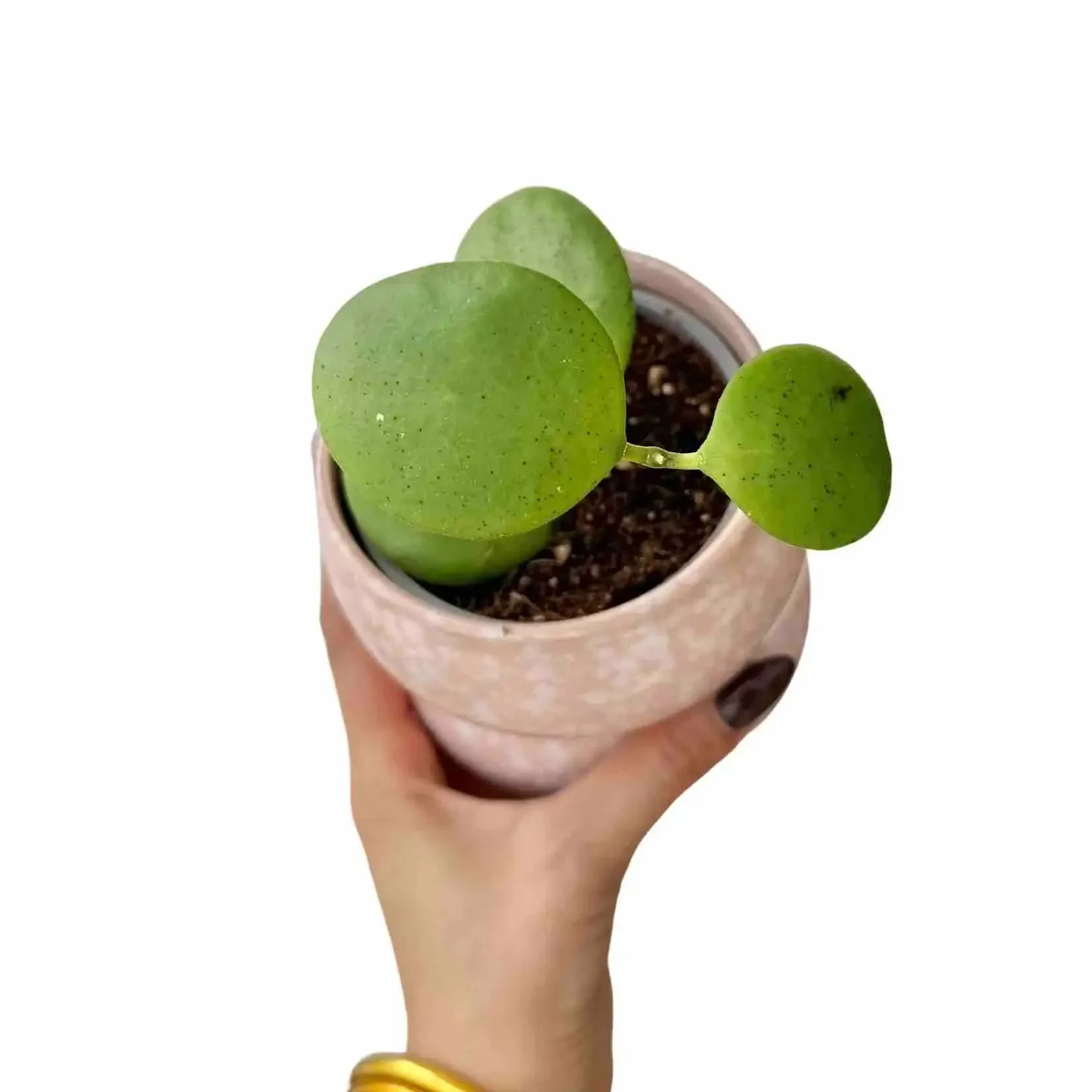 Plant and Stories Hoya Kastbergii plante d'intérieur pot 6 cm velouté