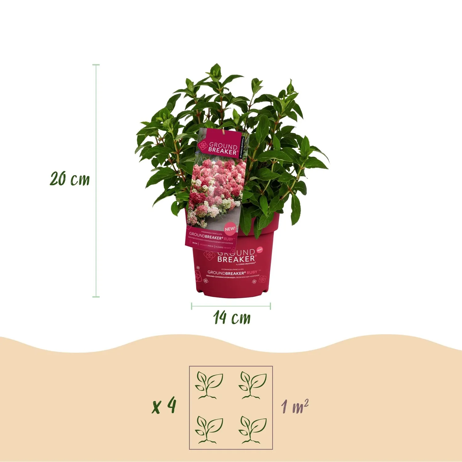 Plant and Stories Groundbreaker Ruby hortensia 1 plant rouge