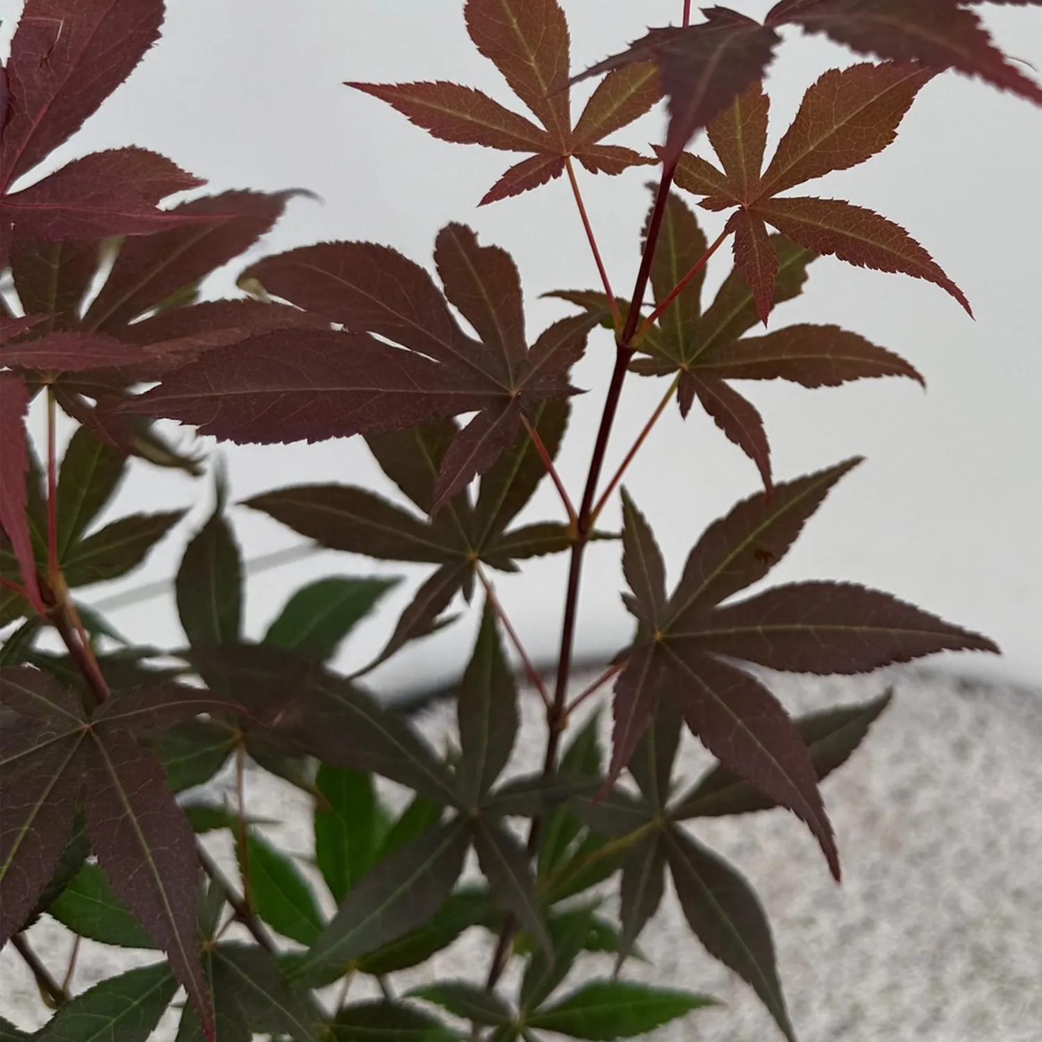 Plant and Stories Atropurpureum érable Japon 12 cm 1 plant pourpre