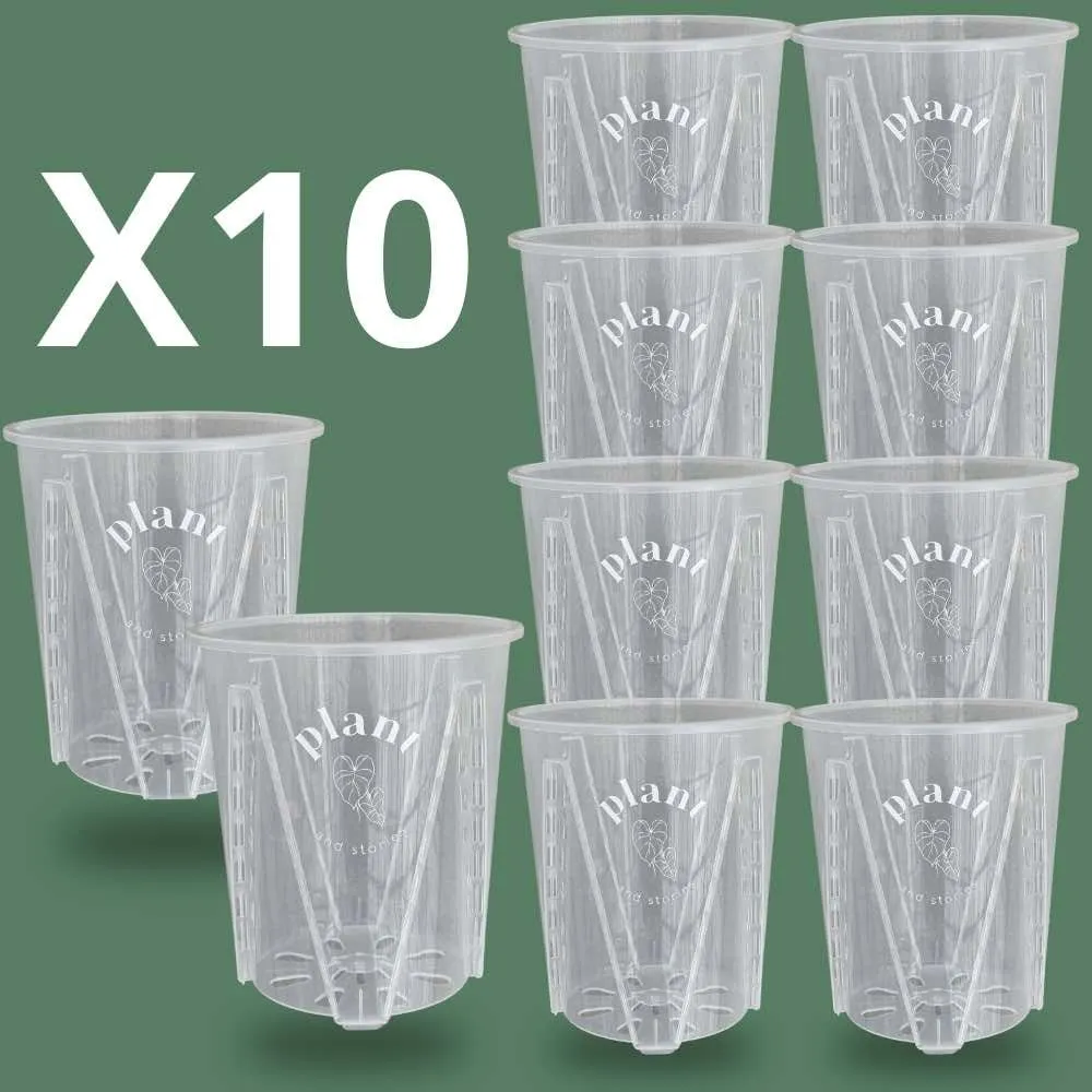 Plant and Stories Aracées pot transparent 12cm lot 5 drainage