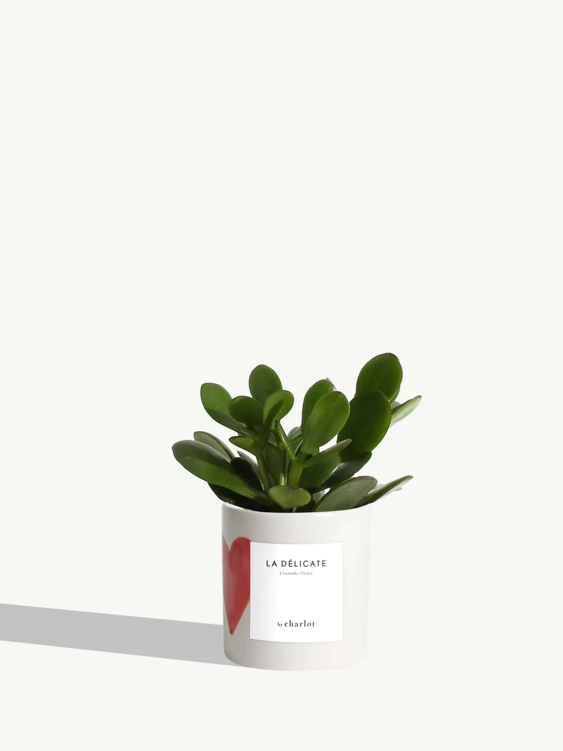 By Charlot La Délicate petite plante pot XS entretien facile