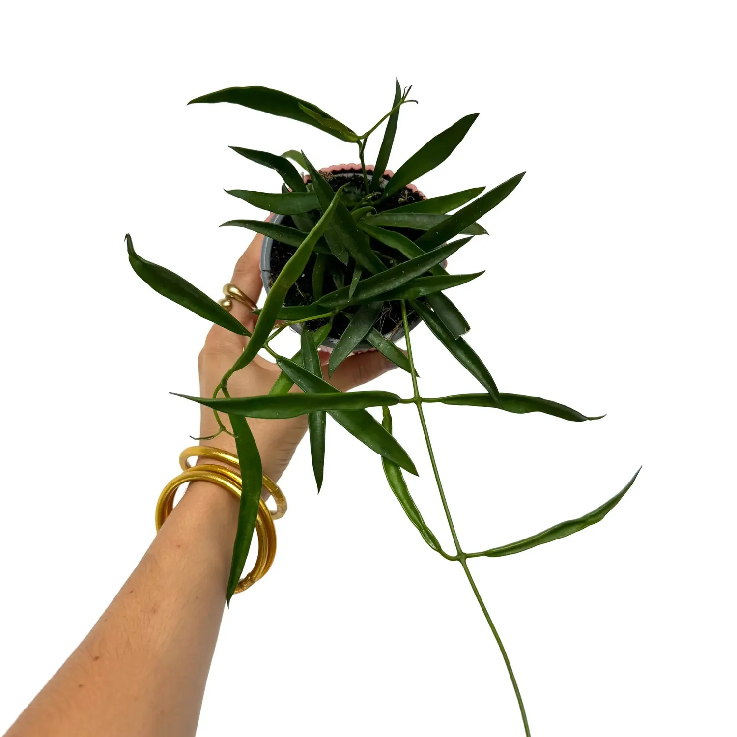 Plant and Stories Hoya Longifolia plante pot 12 cm retombante
