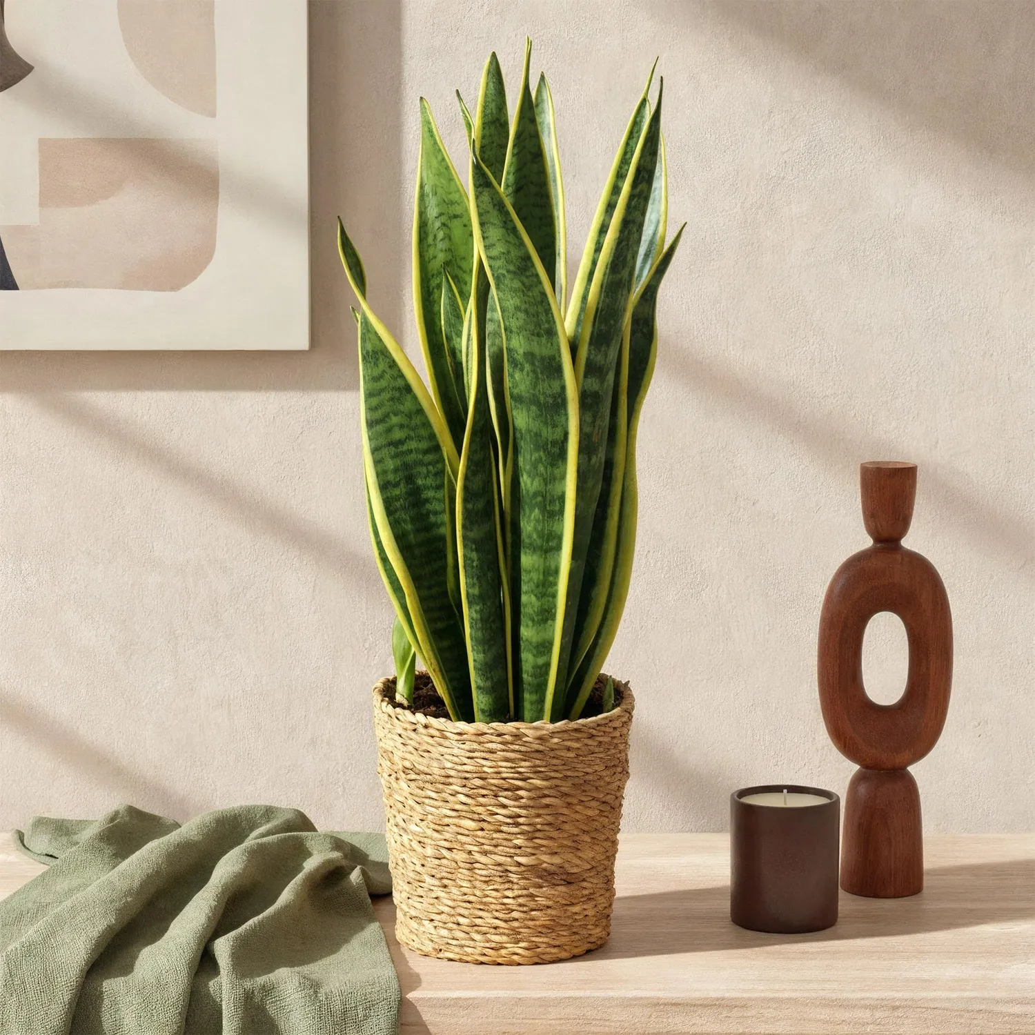 Plant and Stories Sansevieria Laurentii lot 2 pot 17cm