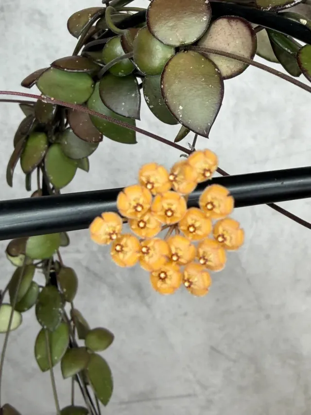 Plant and Stories Mini Coin hoya pot 8 cm feuilles rondes
