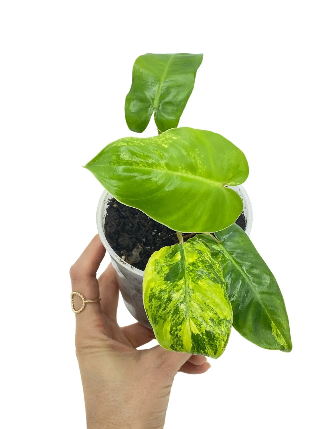 Plant and Stories Burle Marx philodendron panaché 6 cm crème