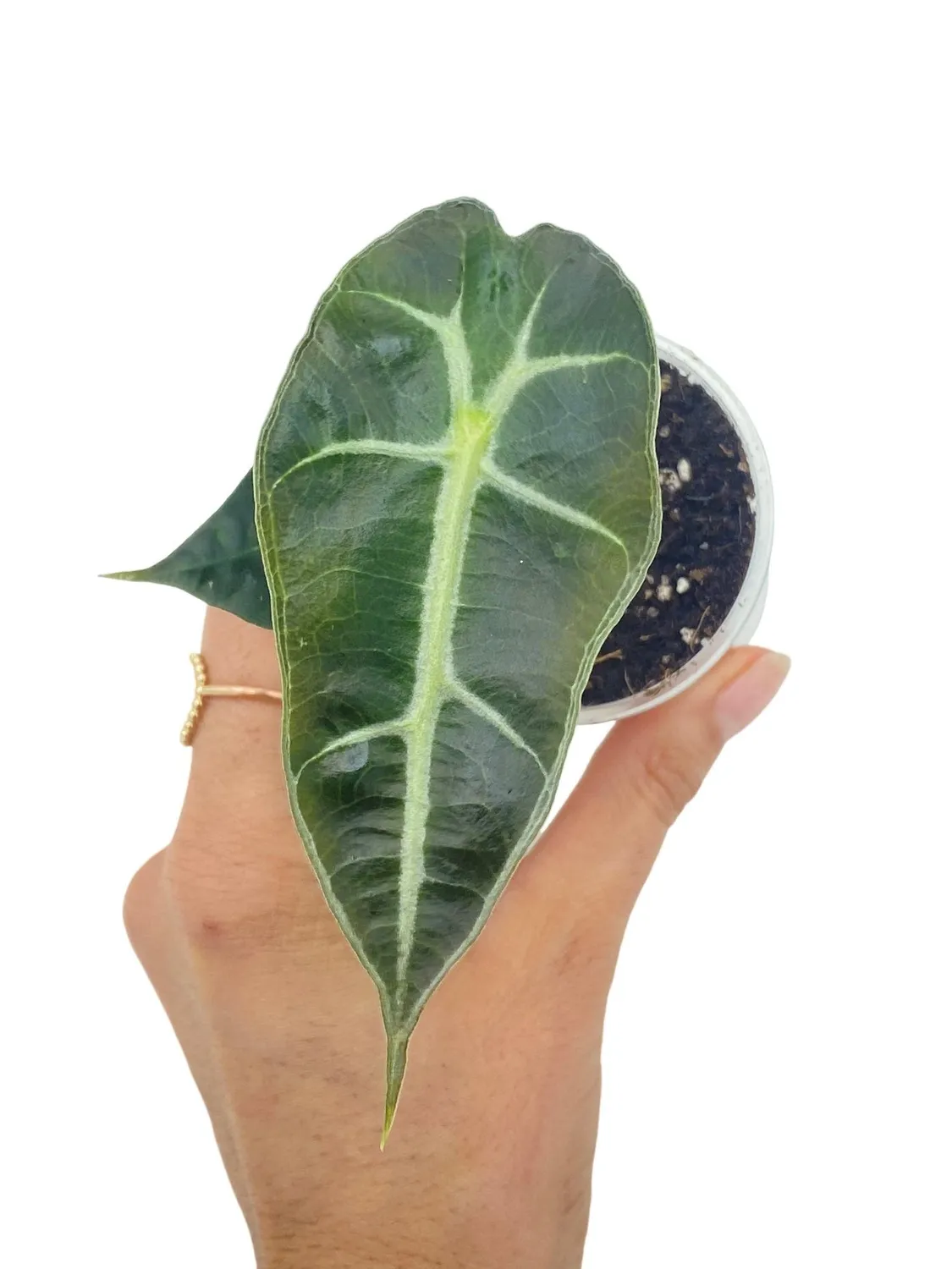 Plant and Stories Alocasia Polly plante pot 6 cm nervures blanches