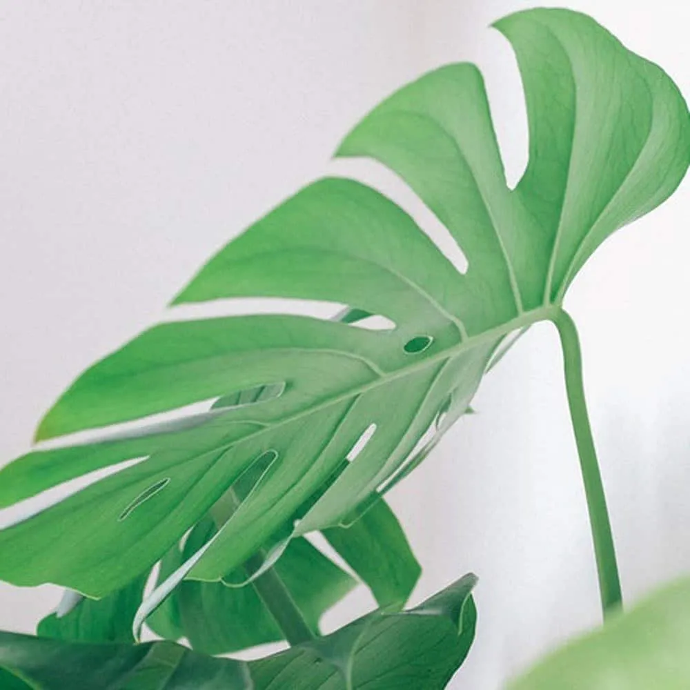 Réconciliation Végétale Louise Monstera Deliciosa plante d'intérieur