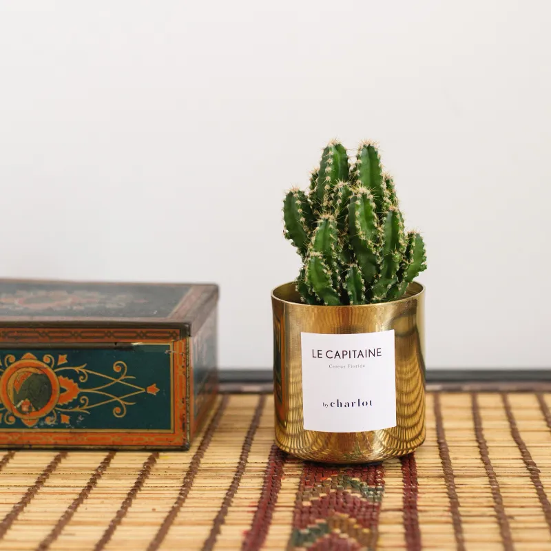 By Charlot Le Capitaine cactus miniature pot 6 cm