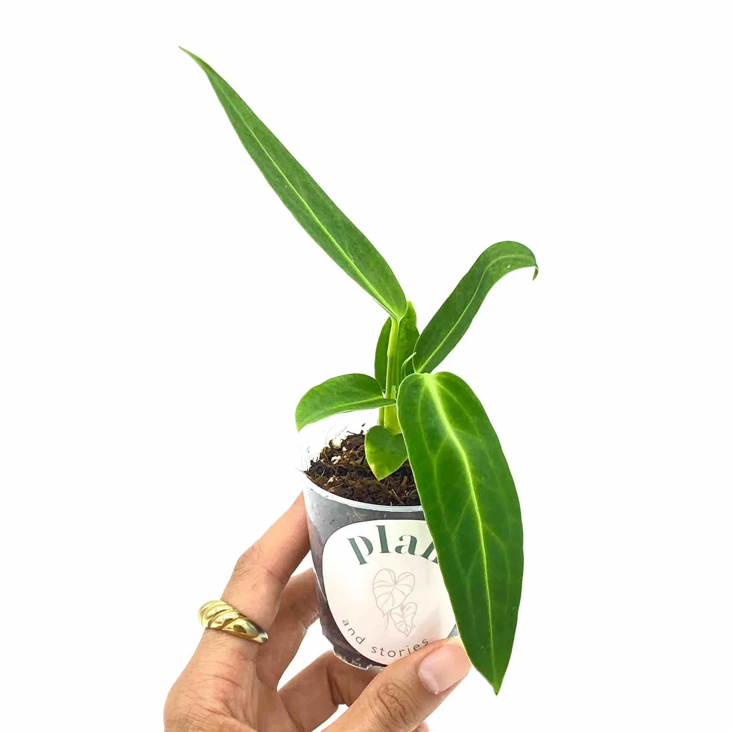 Plant and Stories Warocqueanum anthurium velours pot 6 cm
